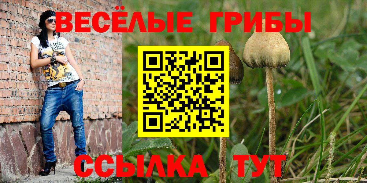 Галлюциногенные грибы прущие грибы  Псилоцибиновые грибы Cubensis  цены   Губаха  Вход с VPN 